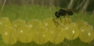 Bug eat bug – controlling pests with other insects